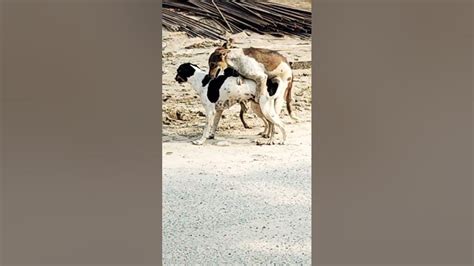 XNXX Girl and Dog .